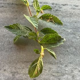 Photo of the plant species Bird Cherry by @QueenArugula62 named Ulysses S Plant on Greg, the plant care app