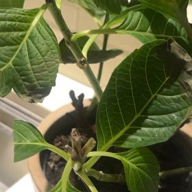 Photo of the plant species Indian Mulberry by @QueenArugula62 named Elle on Greg, the plant care app