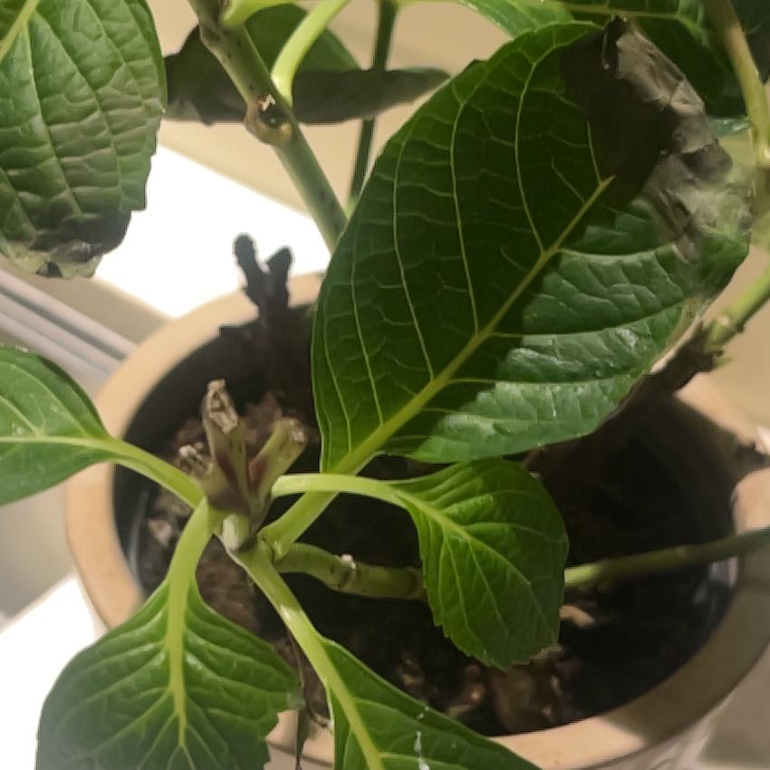Photo of the plant species Indian Mulberry by @QueenArugula62 named LiloStitch on Greg, the plant care app