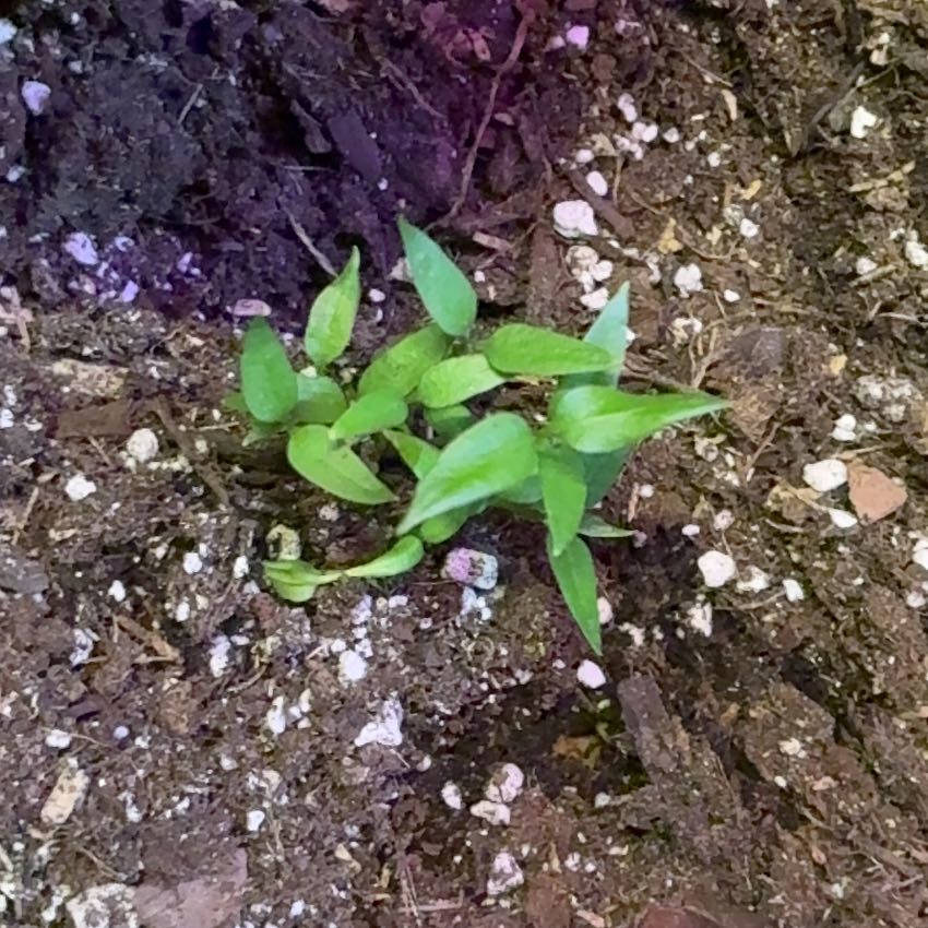 Photo of the plant species Smilax Asparagus by @ManlyCowslip56 named ChloroPhil on Greg, the plant care app