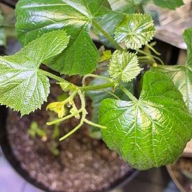 Photo of the plant species Concord Grape by @ManlyCowslip56 named Forrest on Greg, the plant care app