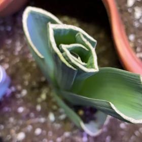 Photo of the plant species Snowdrop by @ManlyCowslip56 named Sir Plancelot on Greg, the plant care app