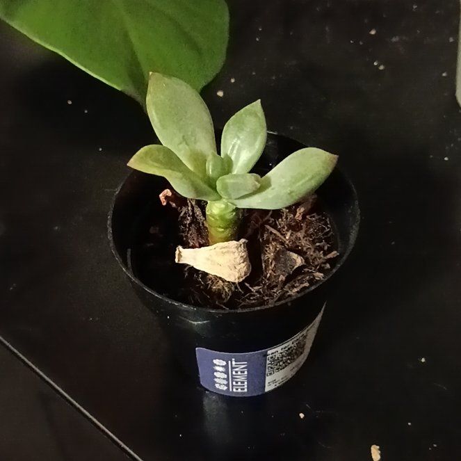 Photo of the plant species Pachyveria 'Royal Flush' by @FullSuriana18 named Arence on Greg, the plant care app