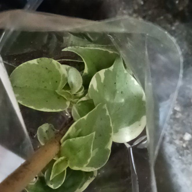 Photo of the plant species Pepper Elder by @BonusAlbo13 named Tolkien on Greg, the plant care app