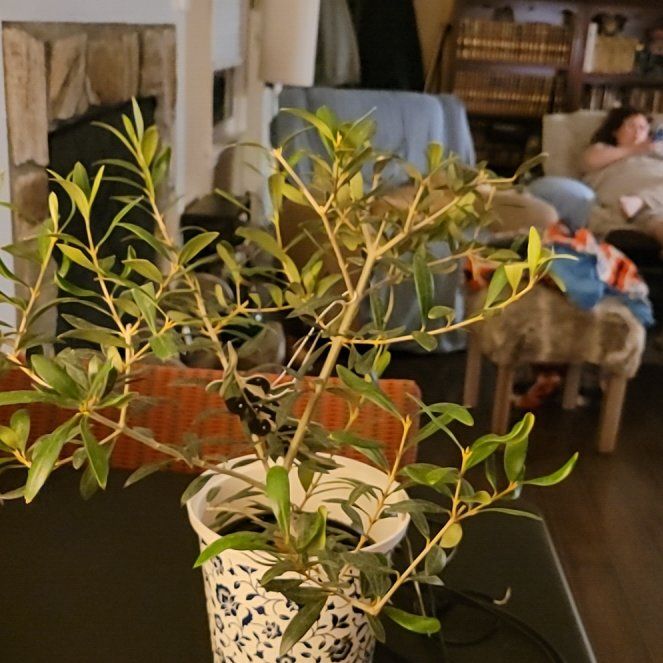 Photo of the plant species Olive Tree by @TryGuapilla3 named Olive on Greg, the plant care app