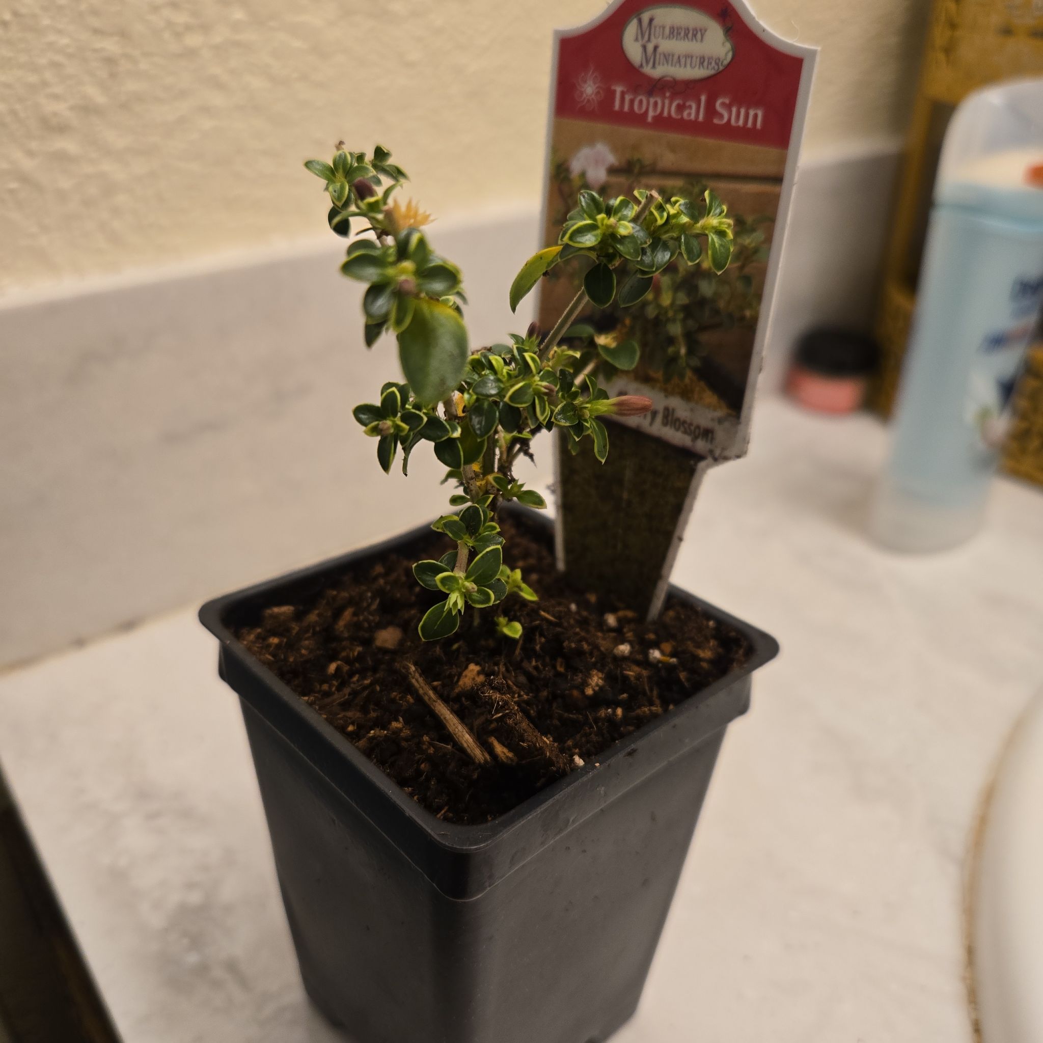 Photo of the plant species Snowrose by @InerrantKaro62 named Leaf Erickson on Greg, the plant care app