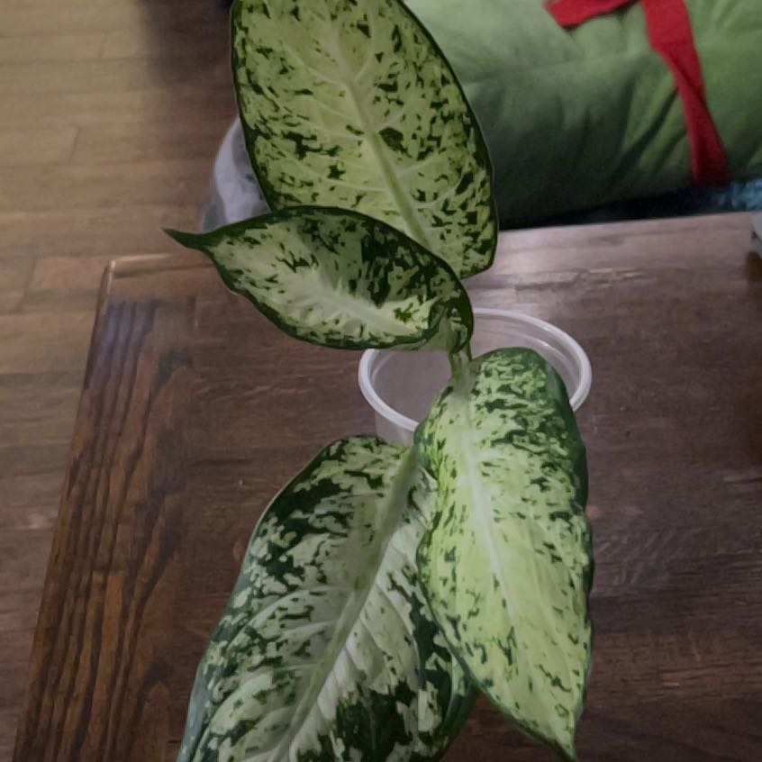 Photo of the plant species Dumbcane Tropic Snow by @RadApachepine96 named Bieber on Greg, the plant care app