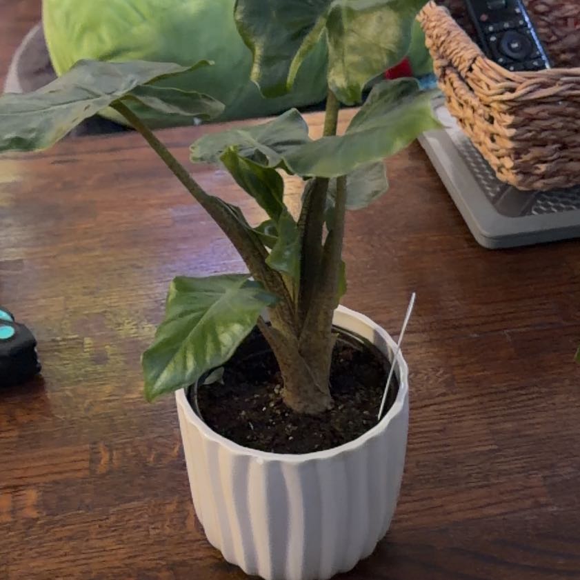 Photo of the plant species Alocasia 'Low Rider' by @RadApachepine96 named Mando on Greg, the plant care app