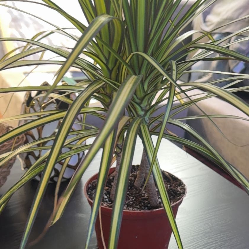 Photo of the plant species Kiwi Dracaena by @RadApachepine96 named Tolkien on Greg, the plant care app