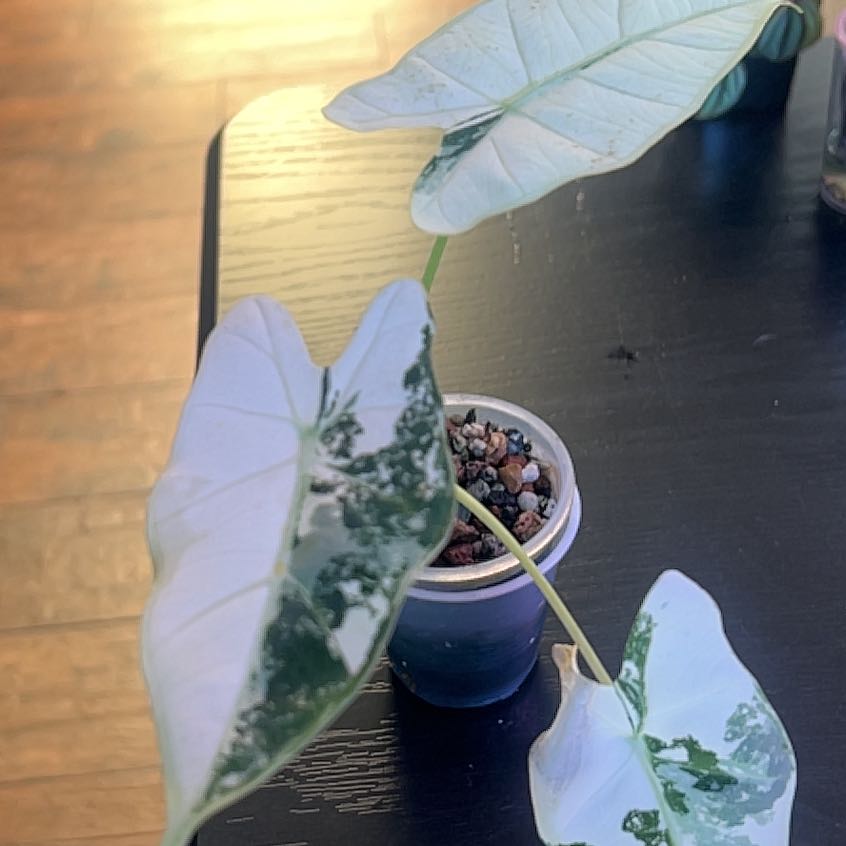 Photo of the plant species Variegated Alocasia frydek by @RadApachepine96 named Beckham on Greg, the plant care app