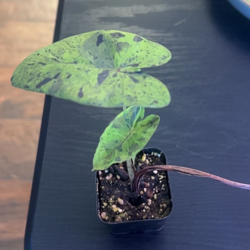 Photo of the plant species Colocasia Midnight by @RadApachepine96 named Fernie Saunders on Greg, the plant care app