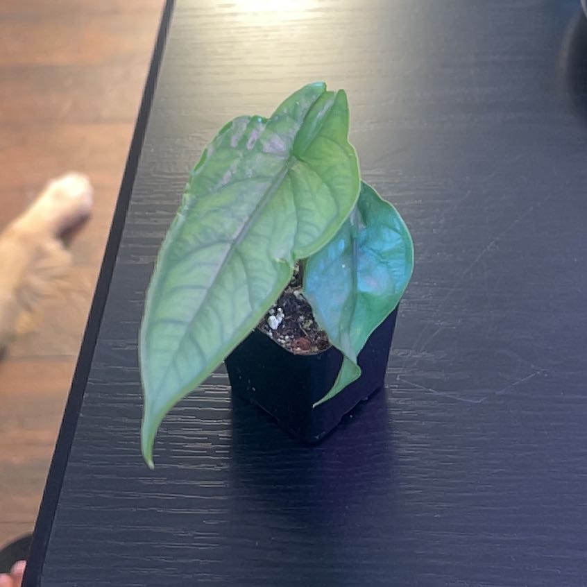Photo of the plant species Dragon's Breath by @RadApachepine96 named da Vinci on Greg, the plant care app