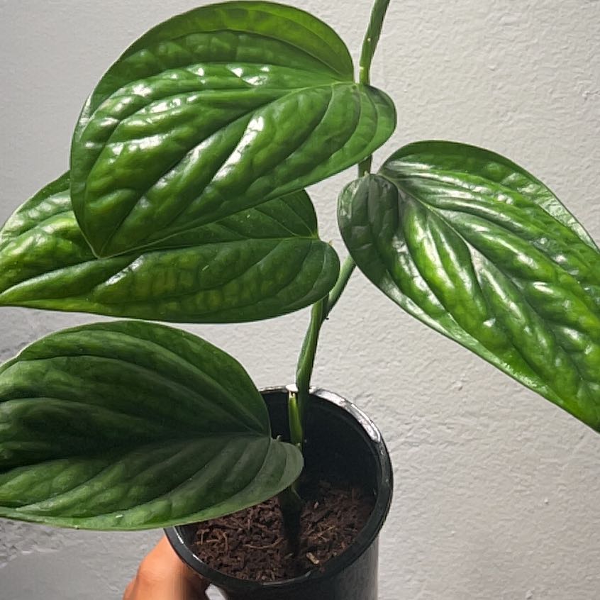 Photo of the plant species Monstera Peru by @RadApachepine96 named Mochi on Greg, the plant care app
