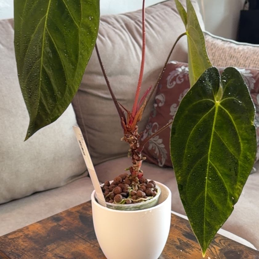 Photo of the plant species Anthurium papillilaminum by @RadApachepine96 named LiloStitch on Greg, the plant care app