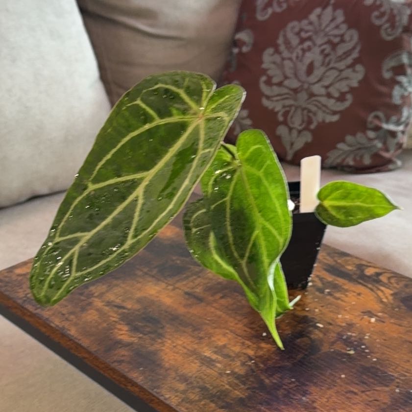 Photo of the plant species Anthurium Red Crystal X BVEP by @RadApachepine96 named Treeyoncé on Greg, the plant care app