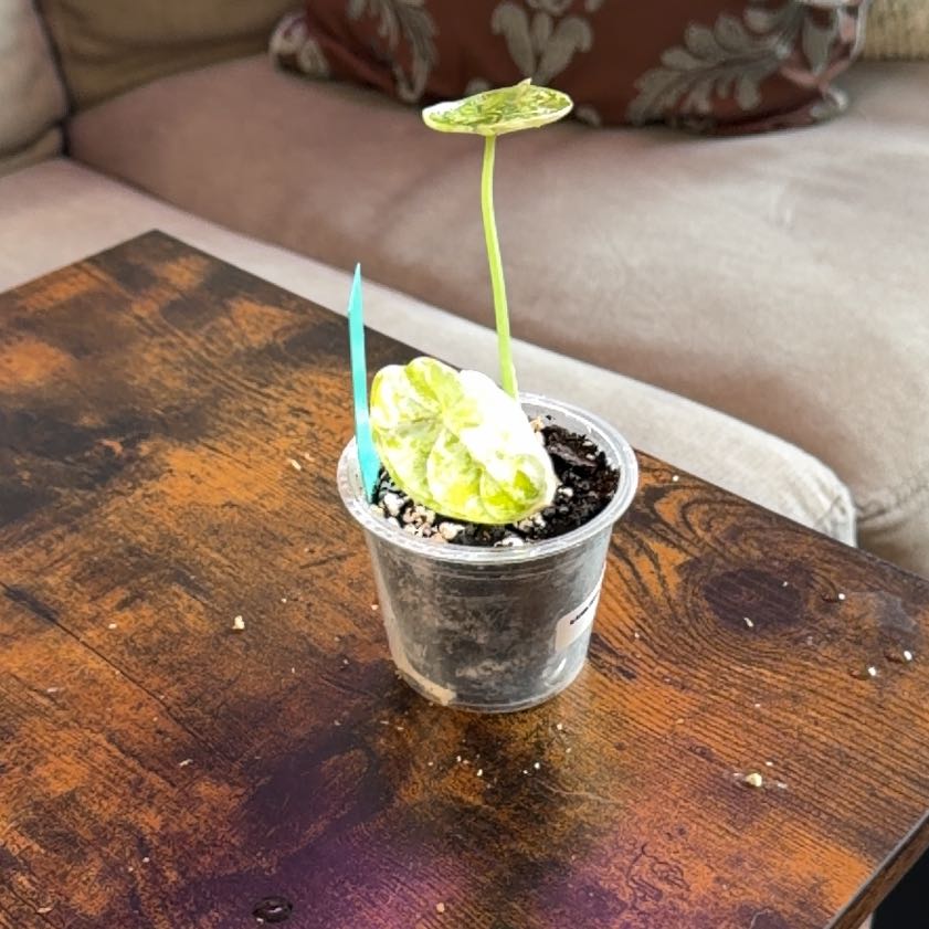 Photo of the plant species Alocasia Dragon Scale Mint by @RadApachepine96 named Rihanna on Greg, the plant care app