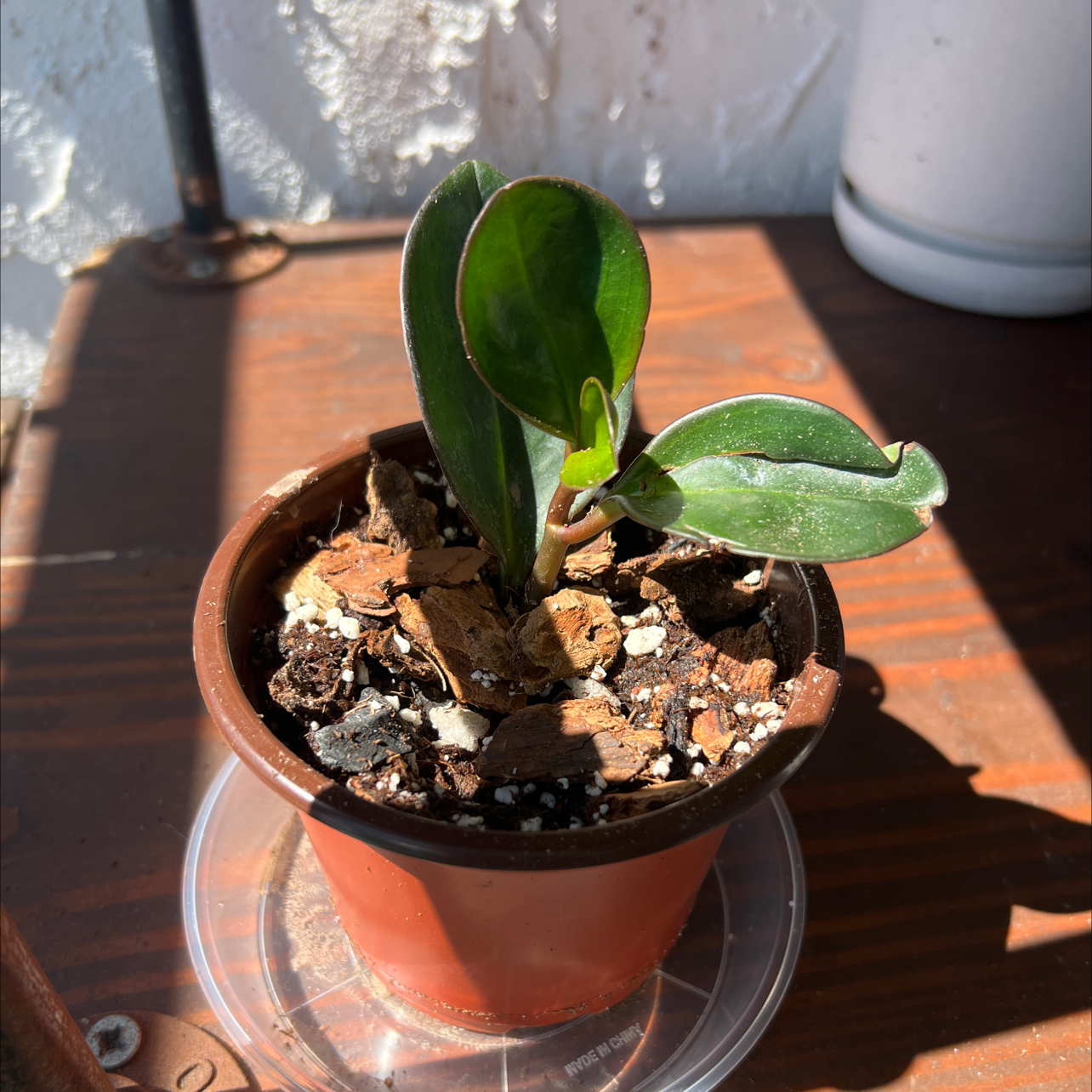 Photo of the plant species Peperomia clusiifolia 'Red Margin' by @RadApachepine96 named Forrest on Greg, the plant care app