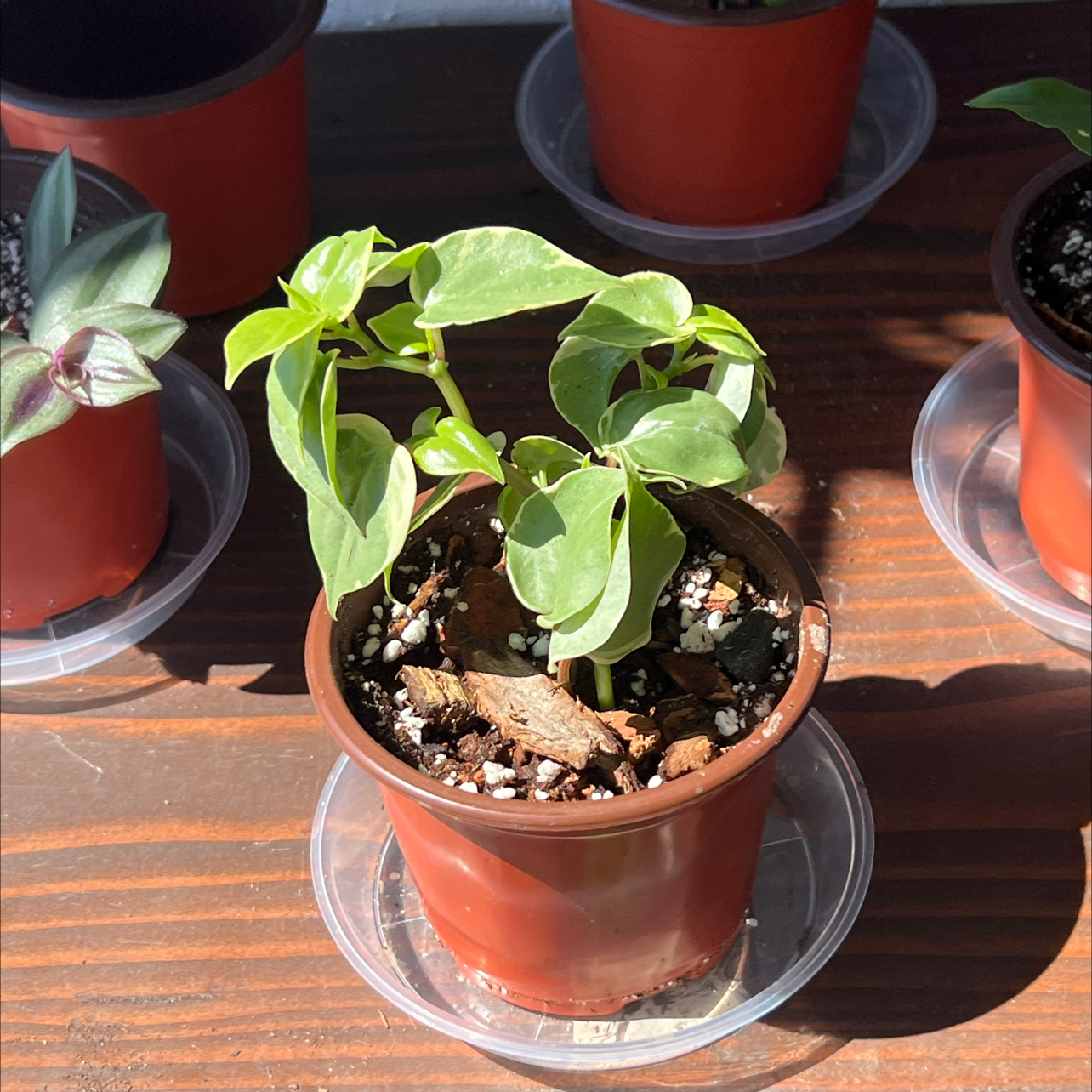 Photo of the plant species Variegated Cupid's Plant by @RadApachepine96 named Keanu Leaves on Greg, the plant care app