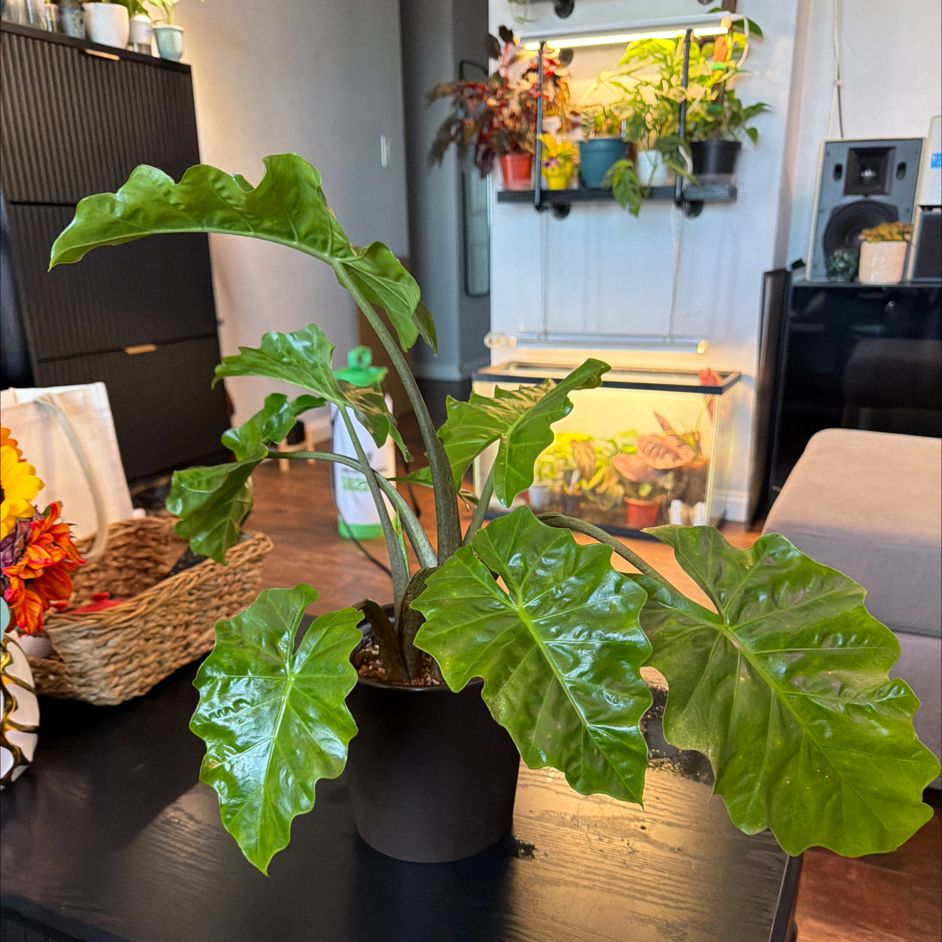 Photo of the plant species Alocasia 'Low Rider' by @RadApachepine96 named Mando on Greg, the plant care app