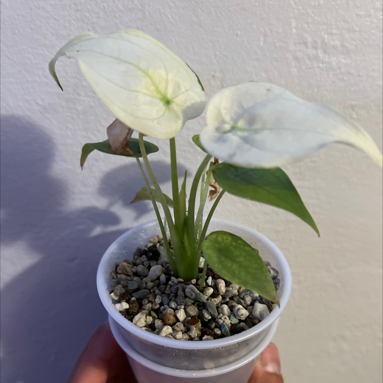 Photo of the plant species Alocasia cucullata 'Mint' by @RadApachepine96 named Emerson on Greg, the plant care app