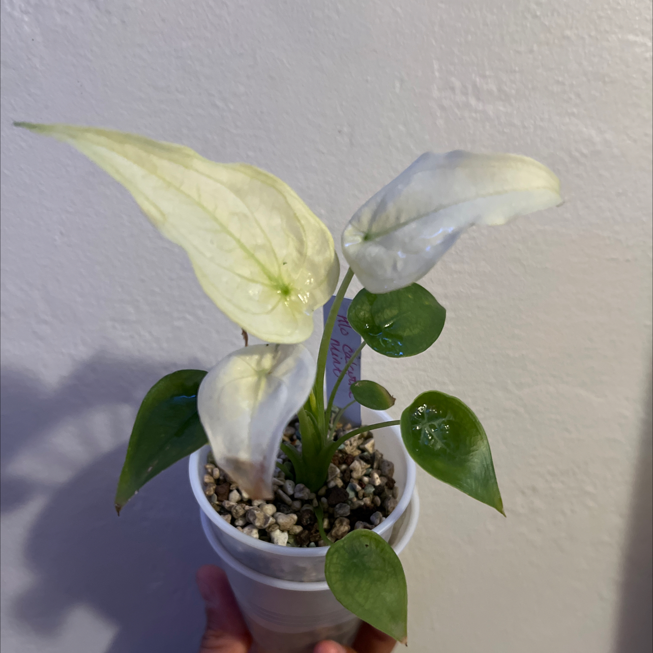 Photo of the plant species Alocasia cucullata 'Mint' by @RadApachepine96 named Sahara on Greg, the plant care app