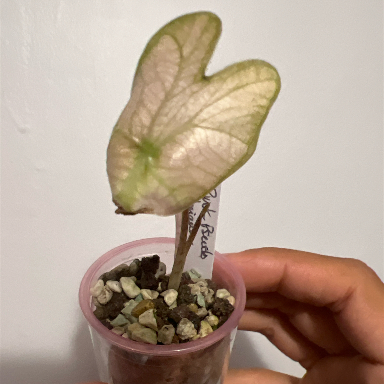 Photo of the plant species Alocasia Sanderiana by @RadApachepine96 named Messi on Greg, the plant care app
