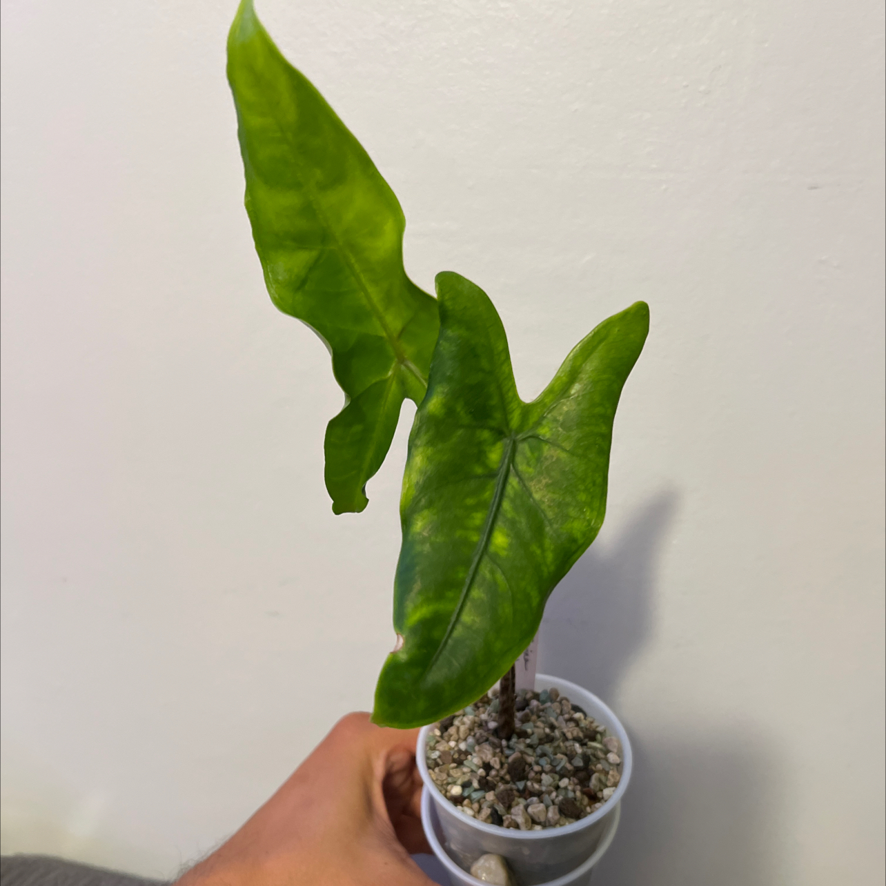 Photo of the plant species Alocasia tigrina by @RadApachepine96 named Oscar on Greg, the plant care app