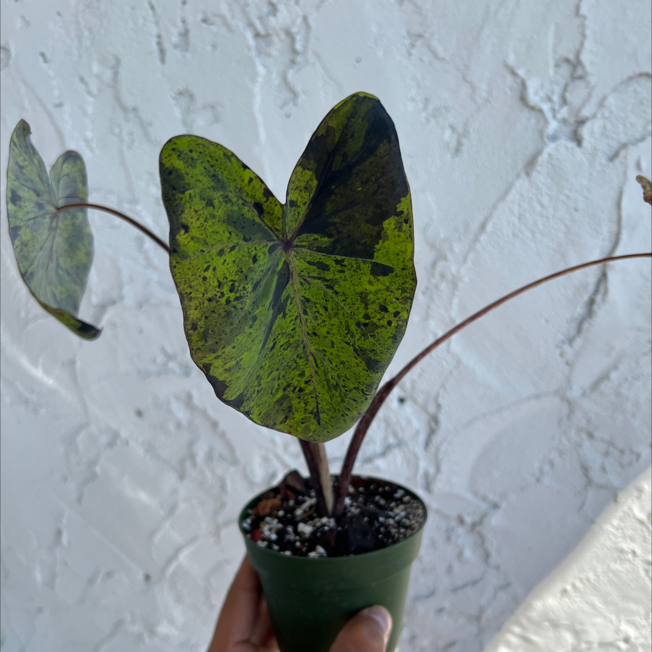 Photo of the plant species Colocasia Midnight by @RadApachepine96 named Fernie Saunders on Greg, the plant care app