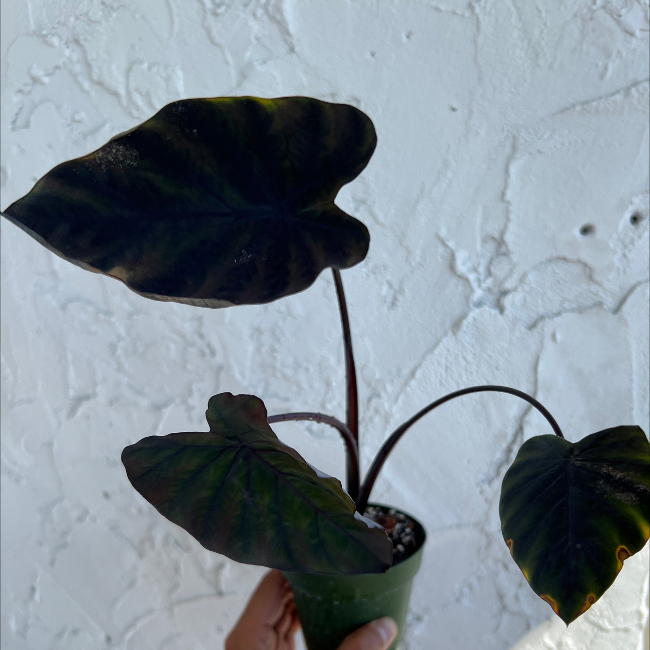 Photo of the plant species Colocasia 'Black Ripple' by @RadApachepine96 named Maya on Greg, the plant care app
