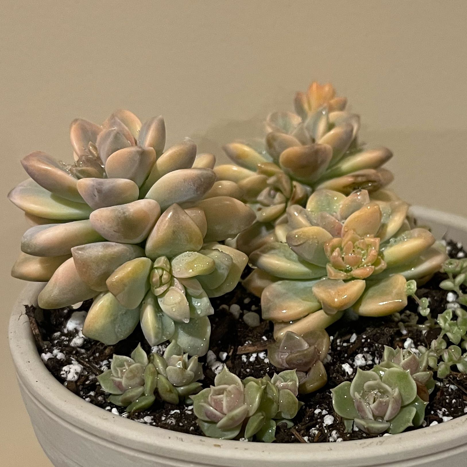 Photo of the plant species Graptopetalum Jester by @SassyBaibua27 named Fernie Mercury on Greg, the plant care app
