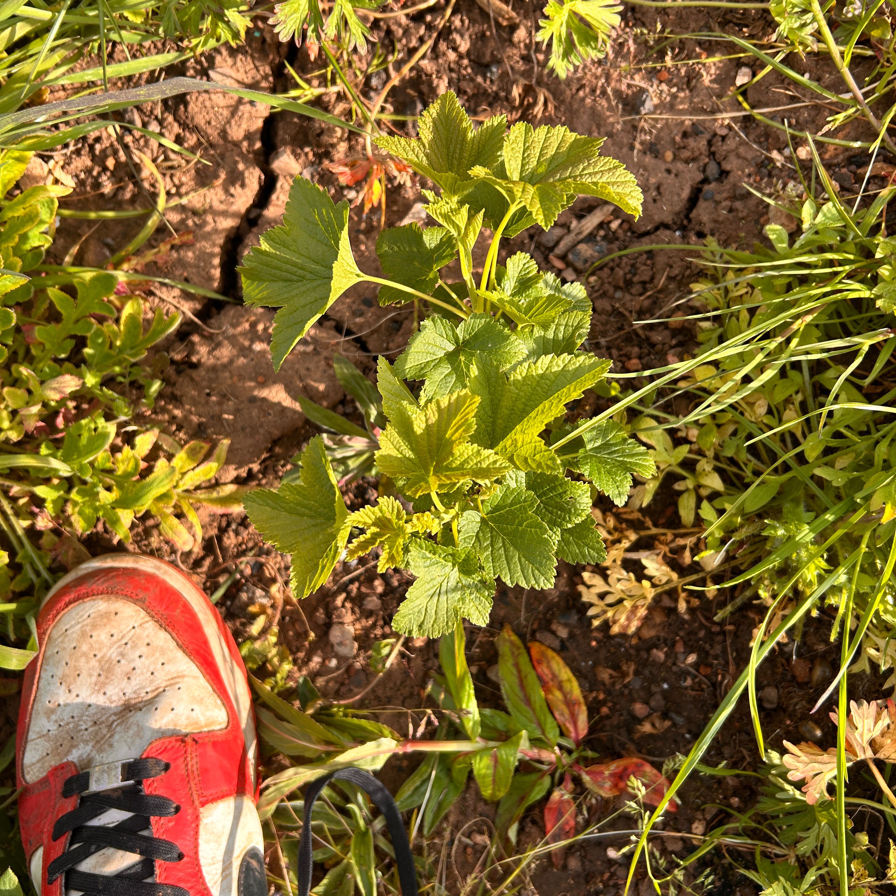 Photo of the plant species Black Currant by @PrettyRedtree10 named Zion on Greg, the plant care app