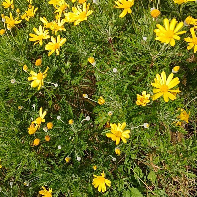 Photo of the plant species African Bush Daisy by @ZippySalsa36 named Eva on Greg, the plant care app