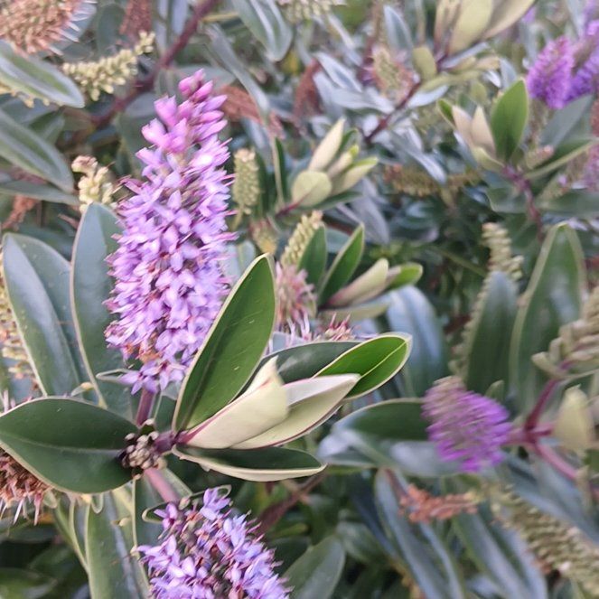 Photo of the plant species New Zealand Hebe by @ZippySalsa36 named Forrest on Greg, the plant care app