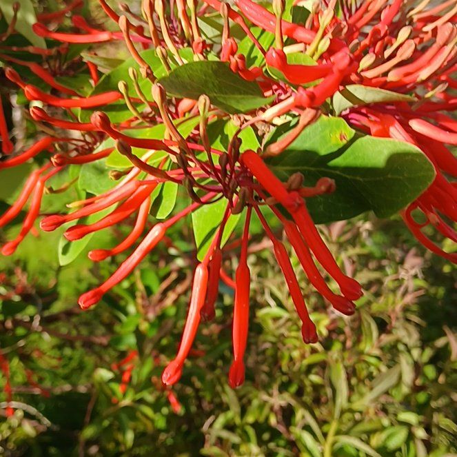 Photo of the plant species Jungle Geranium by @ZippySalsa36 named Kylie on Greg, the plant care app