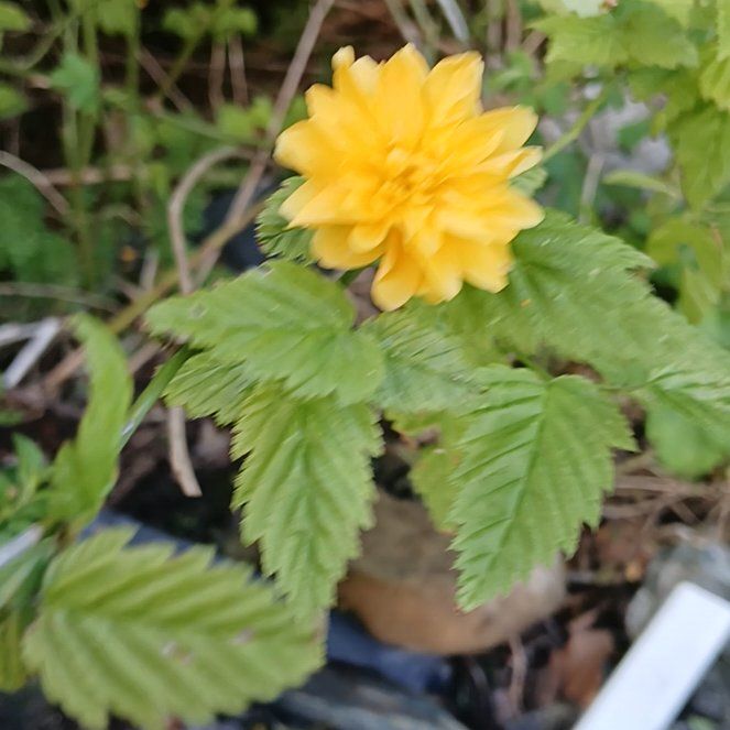 Photo of the plant species Kerria Japonica by @ZippySalsa36 named Osmo on Greg, the plant care app