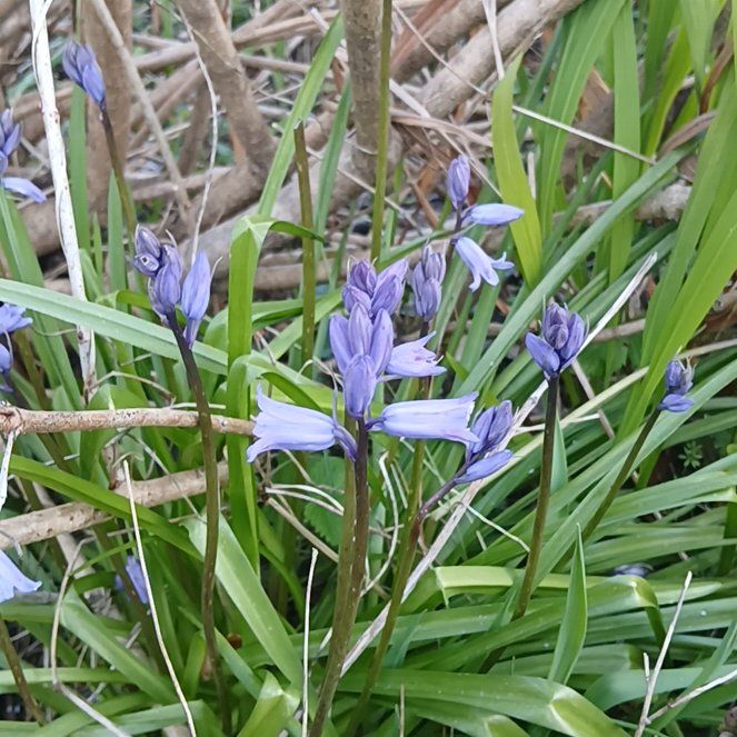 Photo of the plant species Spanish Bluebell by @ZippySalsa36 named Gobi on Greg, the plant care app