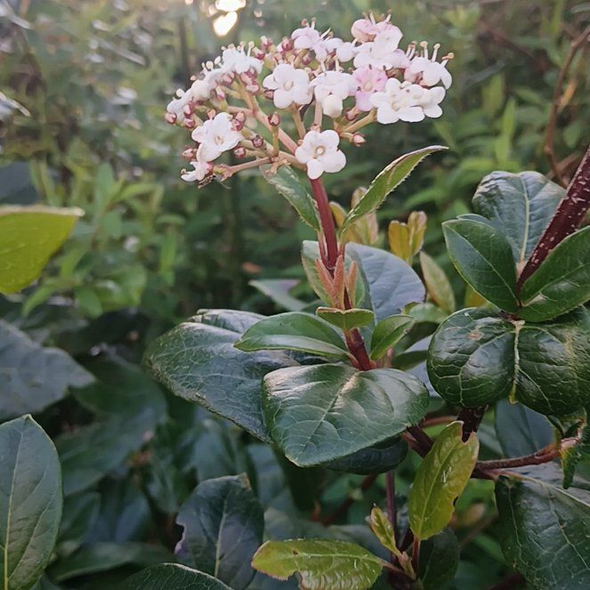 Photo of the plant species Laurustinus by @ZippySalsa36 named Kesha on Greg, the plant care app