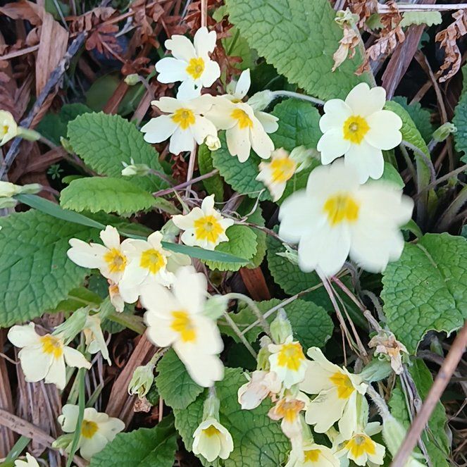 Photo of the plant species Common Primrose by @ZippySalsa36 named Marley on Greg, the plant care app