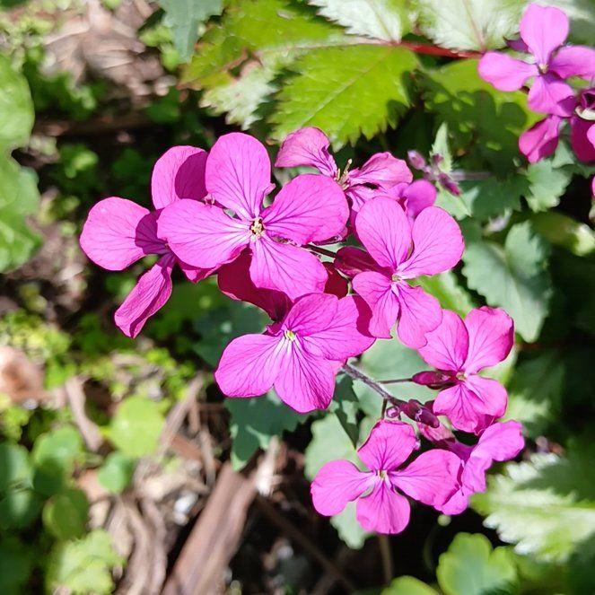 Photo of the plant species Lunaria Annua by @ZippySalsa36 named Planty on Greg, the plant care app