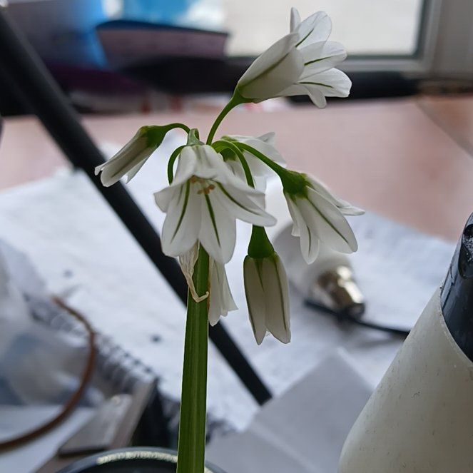Photo of the plant species Onion Weed by @ZippySalsa36 named Huckleberry Fern on Greg, the plant care app