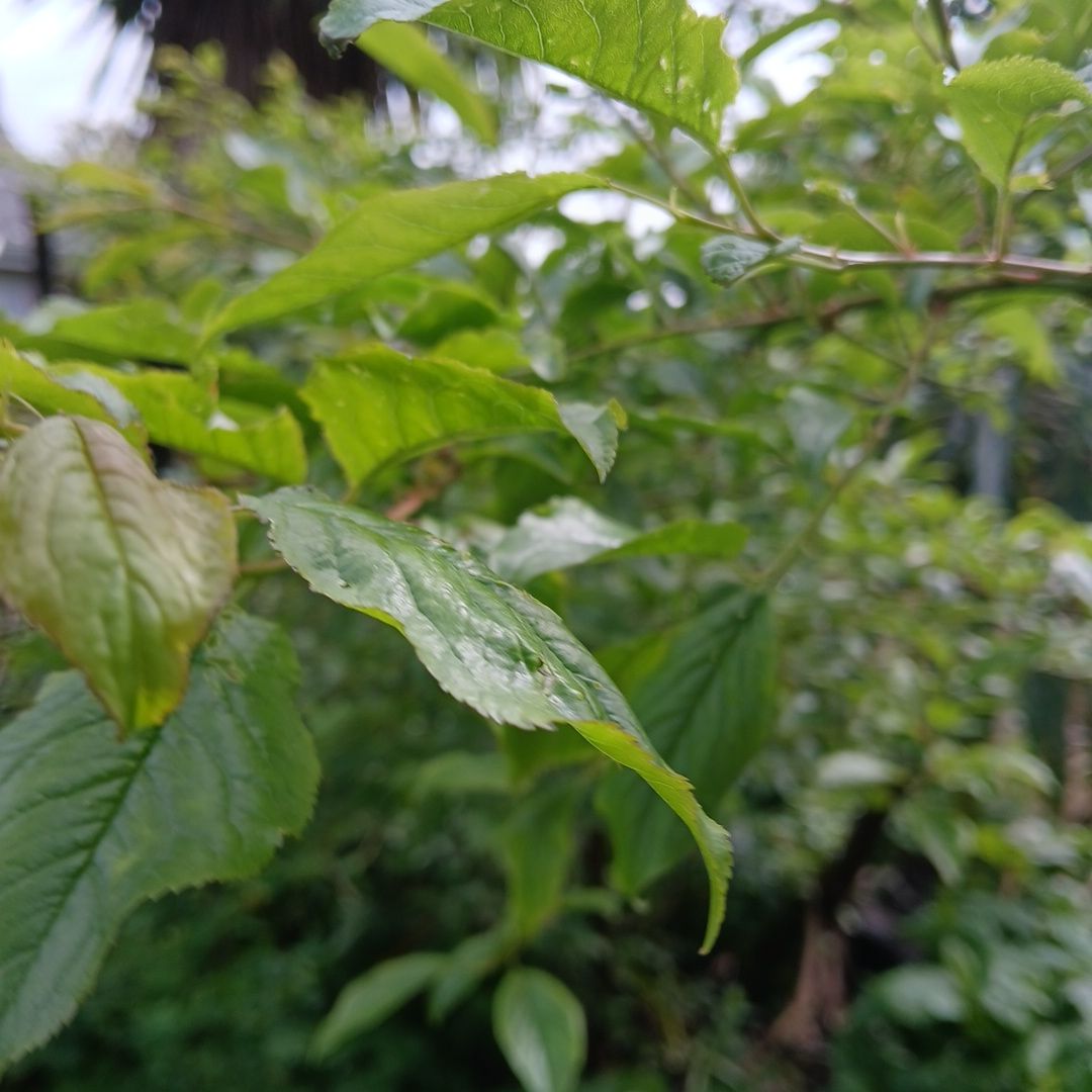 Photo of the plant species Jungle Geranium by @ZippySalsa36 named Kylie on Greg, the plant care app