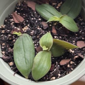 Photo of the plant species Wandering Dude 'Burgundy' by @HeiressOnion48 named Demi on Greg, the plant care app