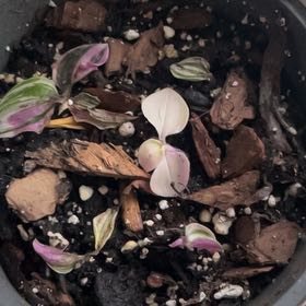 Photo of the plant species Callisia 'Bianca' by @HeiressOnion48 named Anne on Greg, the plant care app