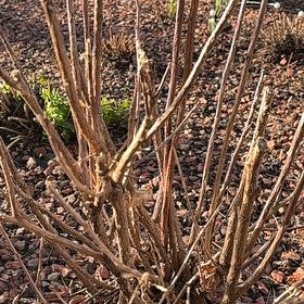 Photo of the plant species Cinnamon Fern by @PromptMoss81 named Khaleesi on Greg, the plant care app