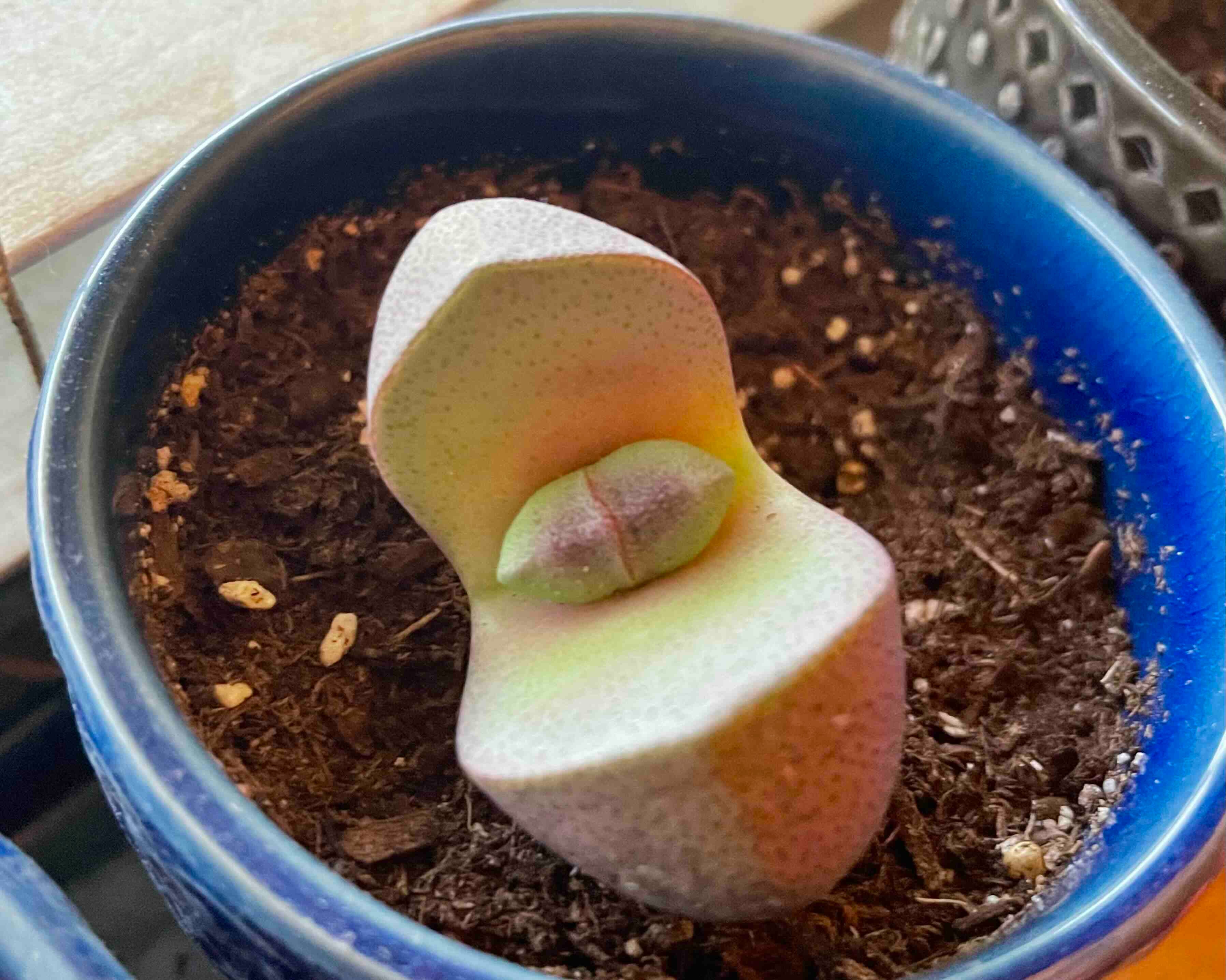 Plant care for European Pear 'Garden Pearl' on Greg, the plant care app