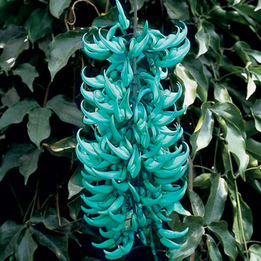 Plant care for Jade Vine on Greg, the plant care app