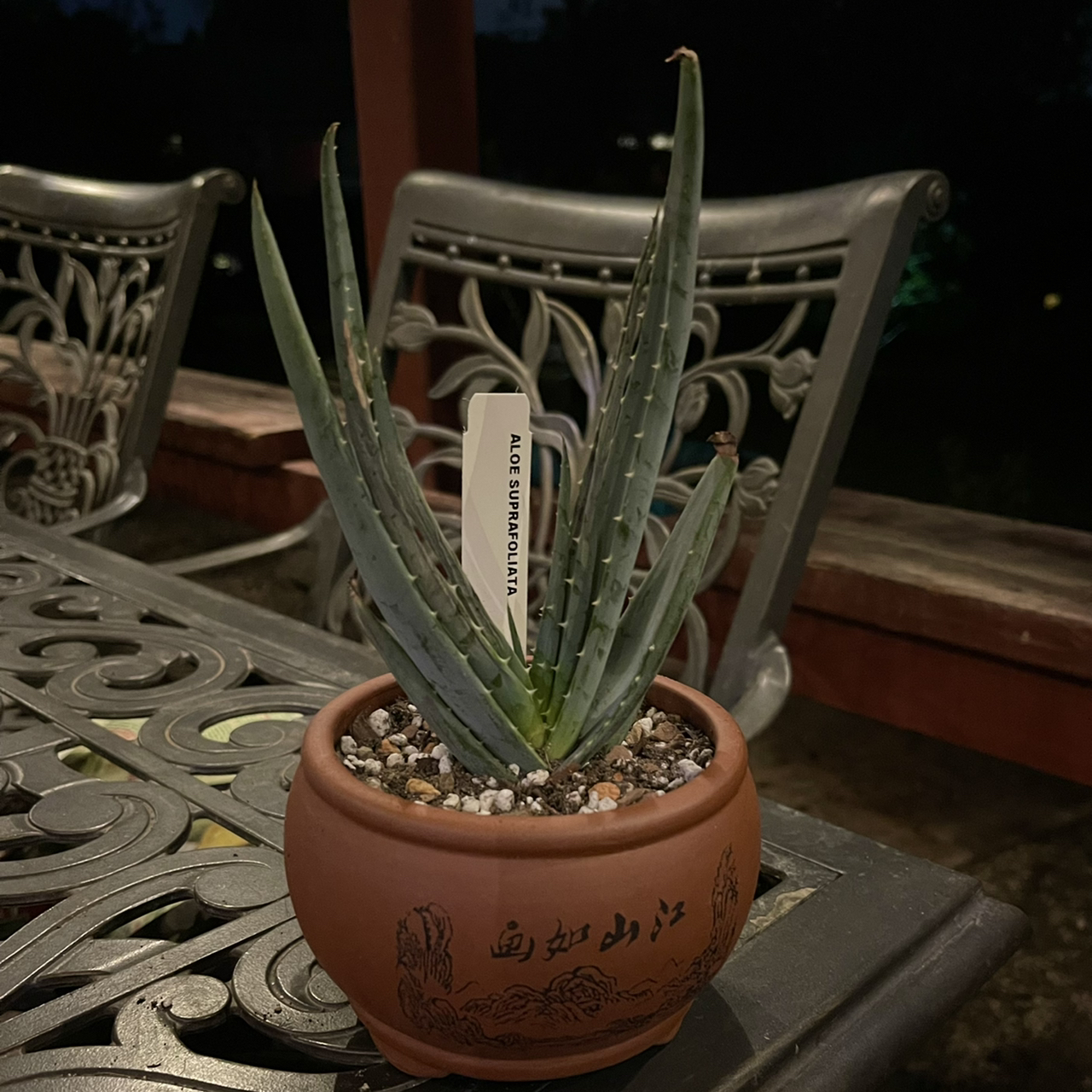 Photo of the plant species Book Aloe by @riverzend named mahsa on Greg, the plant care app