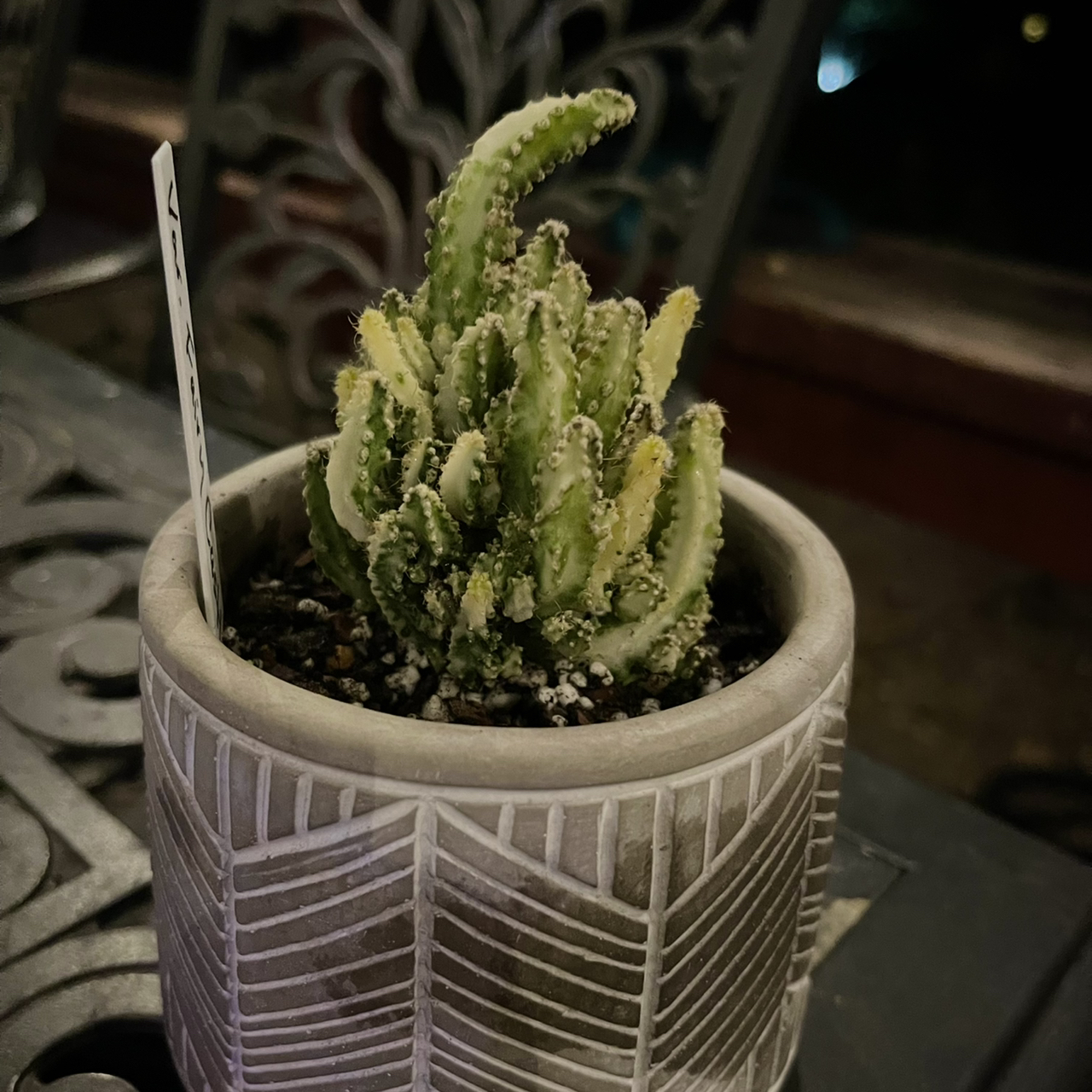 Photo of the plant species Variegated Fairy Castle by @riverzend named ongina on Greg, the plant care app