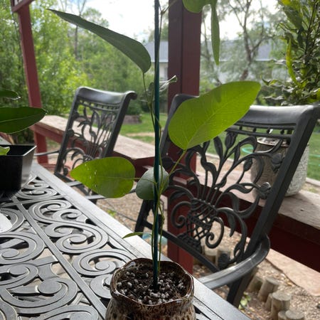 Photo of the plant species Lilac Vine by Riverzend named gia on Greg, the plant care app