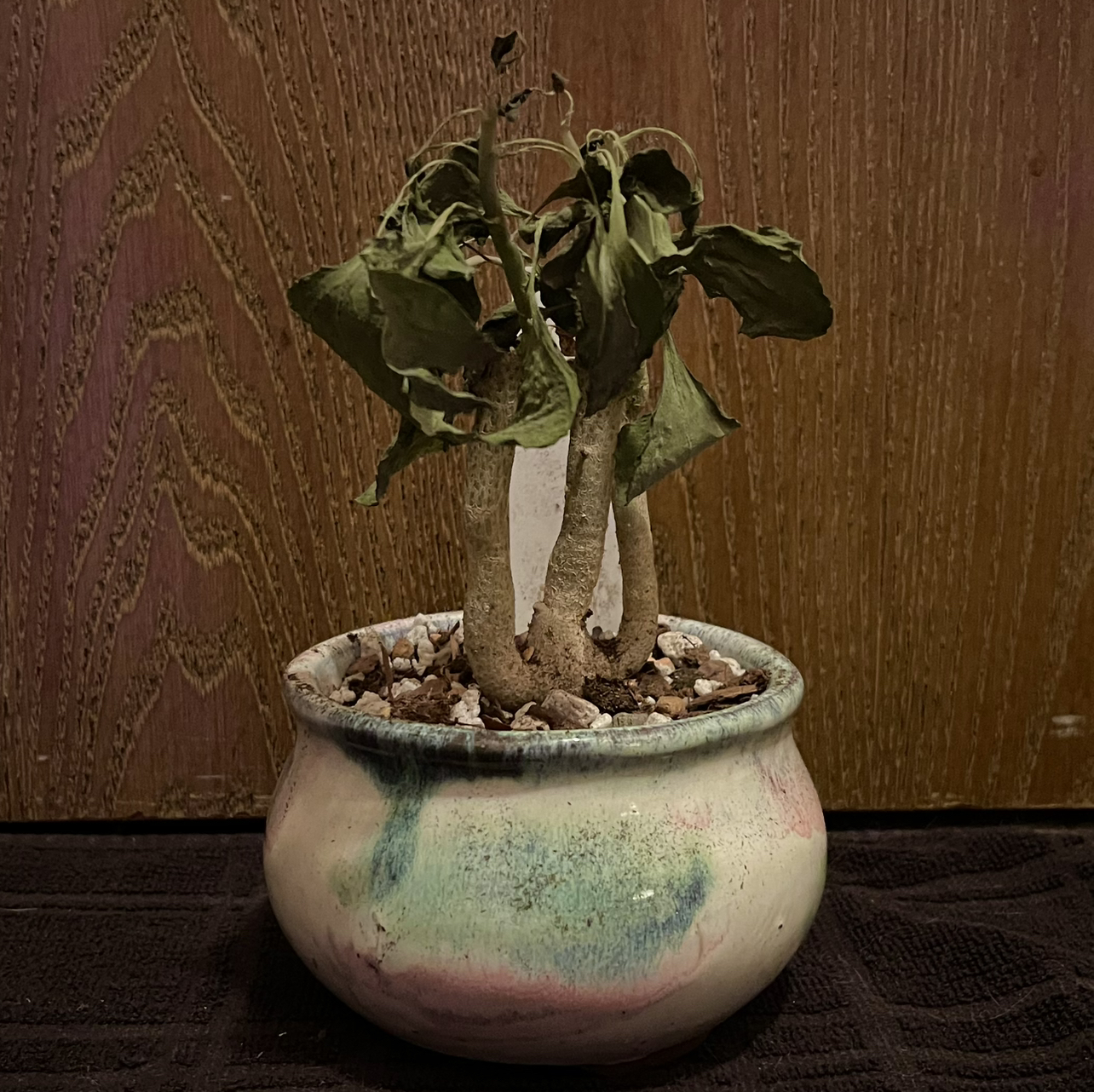 Photo of the plant species Baboon's Cabbage Bush by @riverzend named minerva on Greg, the plant care app